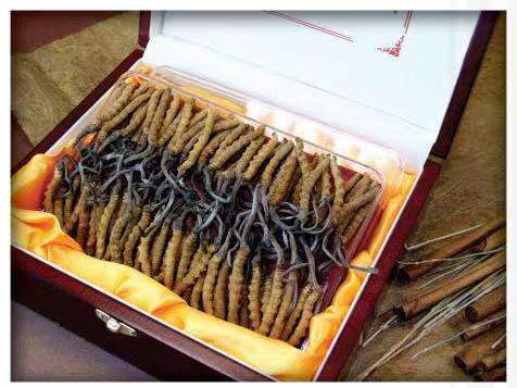 师宗冬虫夏草回收